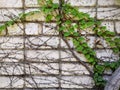 White brick wall with cement and leaves and roots background. black and white of brick wall texture background Royalty Free Stock Photo