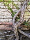 White brick wall with cement and leaves and roots background. black and white of brick wall texture background Royalty Free Stock Photo