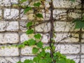 White brick wall with cement and leaves and roots background. black and white of brick wall texture background Royalty Free Stock Photo