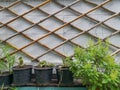 White brick wall decorated with brown bamboo trunk and green vegetable in black pot on the wall