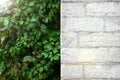 White brick wall and green foliage with sunshine and sunbeams background. Summer background