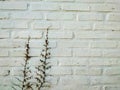 White brick wall may used as background Royalty Free Stock Photo