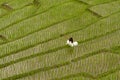 White bridal dress with beautiful romantic young woman in terraced paddy field Royalty Free Stock Photo