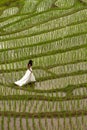 White bridal dress with beautiful romantic young woman in terraced paddy field Royalty Free Stock Photo