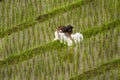 White bridal dress with beautiful romantic young woman in terraced paddy field Royalty Free Stock Photo