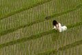 White bridal dress with beautiful romantic young woman in terraced paddy field Royalty Free Stock Photo