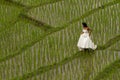 White bridal dress with beautiful romantic young woman in terraced paddy field Royalty Free Stock Photo