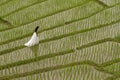 White bridal dress with beautiful romantic young woman in terraced paddy field Royalty Free Stock Photo