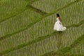 White bridal dress with beautiful romantic young woman in terraced paddy field Royalty Free Stock Photo