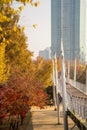 White bridge with red maple trees and yellow ginkgo biloba trees at Seoul Forest, South Korea