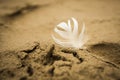 White bright feather pressed into the sand on the beach. Royalty Free Stock Photo