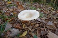 White bright mushroom in total . fall forest with brown leafs on the ground . Monk's head . Royalty Free Stock Photo