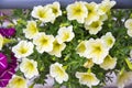 White bright Petunia flowers on a background of green leaves. Agriculture Landscaping Royalty Free Stock Photo