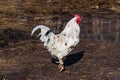 White bright rooster walks on wet brown soil. Rural farming of poultry. A white beautiful rooster with a red crest