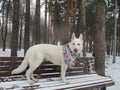 White in a bright scarf shepherd stands on a wooden bench in the winter forest. Royalty Free Stock Photo