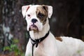 White and Brindle Boxer Dog Royalty Free Stock Photo