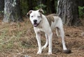 American Bulldog Pitbull mix dog with one blue eye Royalty Free Stock Photo