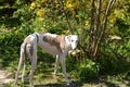 White/brindle galgo dog stands in a garden Royalty Free Stock Photo