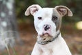 White and brindle young male Pitbull Terrier dog sitting down outside on leash