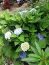 White brinjal flower