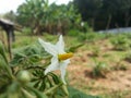 White Brinjal Flower