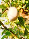 a white brinjal on plant