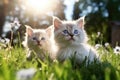 White British blue point kittens on the grass