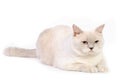 White british cat