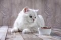 A white British cat and bowl of food. Silver chinchilla cat looks at food in a bowl. Balanced dry food for cats. Royalty Free Stock Photo