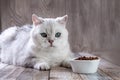 A white British cat and bowl of food. Silver chinchilla cat looks at food in a bowl. Balanced dry food for cats. Royalty Free Stock Photo
