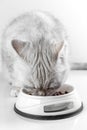 White British cat eats dry food from a bowl. Silver chinchilla cat on a white background. Balanced dry food for cats Royalty Free Stock Photo