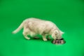 White British cat eats food on a green background Royalty Free Stock Photo