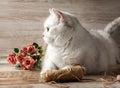 White British cat, flowers and accessories for needlework. Postcard. Royalty Free Stock Photo