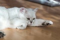 White British cat with green eyes lies on the parquet floor Royalty Free Stock Photo