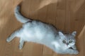 White British cat with green eyes lies on the parquet floor Royalty Free Stock Photo