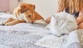 White British cat and large ginger cute dog sitting on the bed next to each other Royalty Free Stock Photo