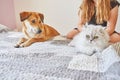 White British cat and large ginger cute dog sitting on the bed next to each other Royalty Free Stock Photo