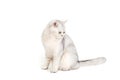 white british cat ,sitting isolated on white background Royalty Free Stock Photo