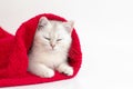 white british cat sleeping in a red towel on a white background Royalty Free Stock Photo