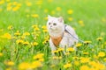 a white British cat walks in the spring on the grass with yellow dandelions, looks away. Royalty Free Stock Photo