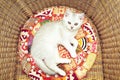 White British cat in a wicker chair Royalty Free Stock Photo