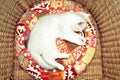 White British cat in a wicker chair Royalty Free Stock Photo