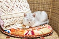 White British cat in a wicker chair Royalty Free Stock Photo