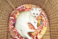 White British cat in a wicker chair Royalty Free Stock Photo