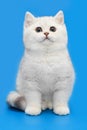 White British kitten on a blue background