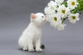 White British kitten and daisies