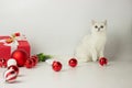 White British kitten is playing with Christmas accessories Christmas balls. Festive mood. Waiting for the holiday. Royalty Free Stock Photo