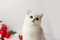 White British kitten is playing with Christmas accessories Christmas balls. Festive mood. Waiting for the holiday. Royalty Free Stock Photo