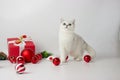 White British kitten is playing with Christmas accessories Christmas balls. Festive mood. Waiting for the holiday. Royalty Free Stock Photo