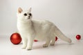 White British kitten is playing with Christmas accessories Christmas balls. Festive mood. Waiting for the holiday. Royalty Free Stock Photo